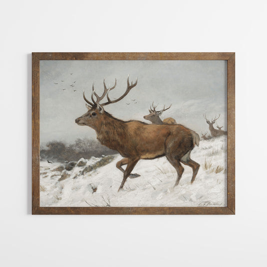 Winter Deer