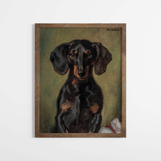 Dachshund